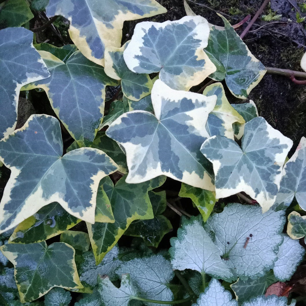 LIERRE PANACHE COMMUN Le Jardin Mellifere