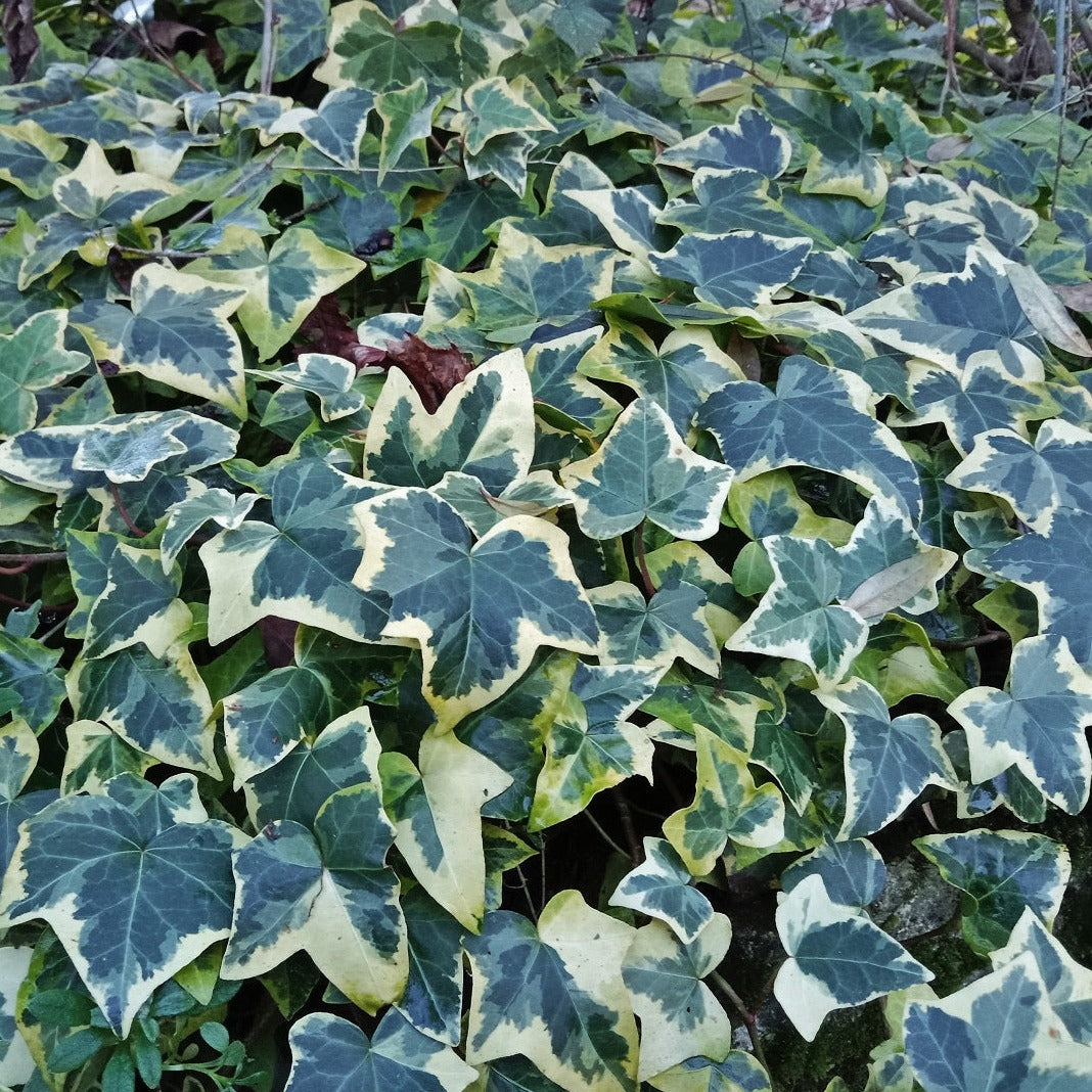 LIERRE PANACHE COMMUN Le Jardin Mellifere