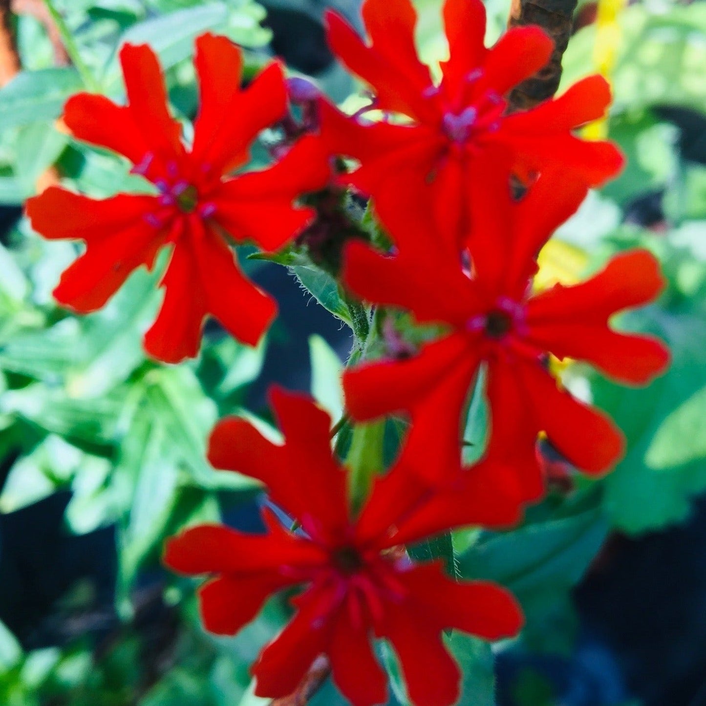 LYCHNIS CHALCEDONICA CROIX DE MALTE Le Jardin Mellifere