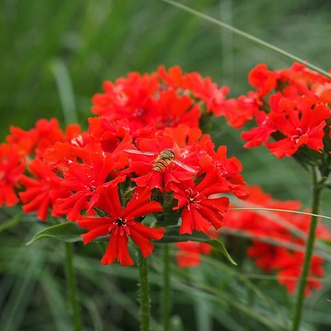 LYCHNIS CHALCEDONICA CROIX DE MALTE Le Jardin Mellifere