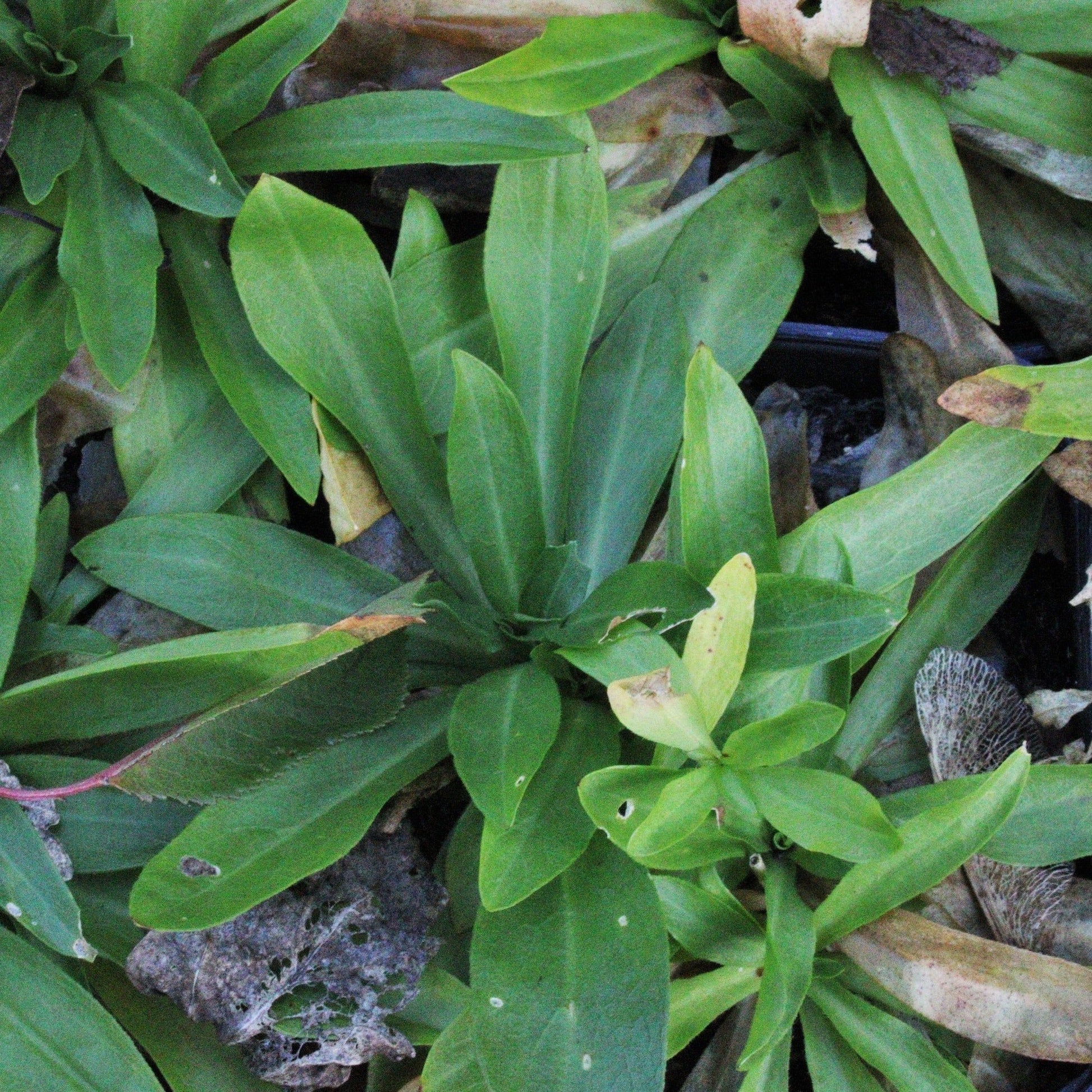 LYCHNIS CHALCEDONICA CROIX DE MALTE Le Jardin Mellifere