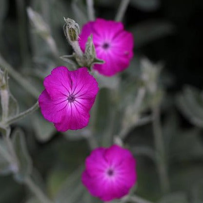 LYCHNIS CORONARIA AGROSTEMMA Le Jardin Mellifere