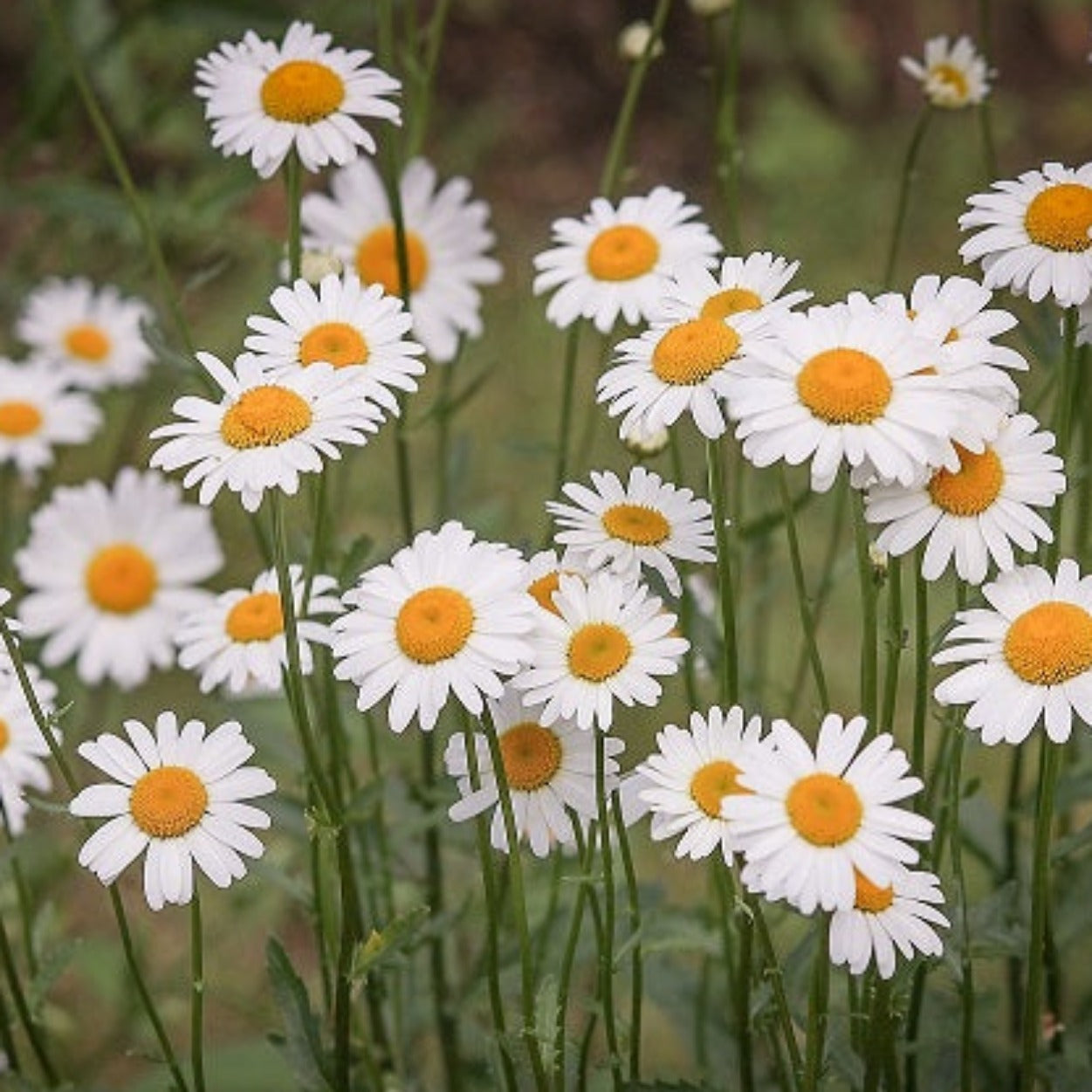 MARGUERITE REINE DE MAI Le Jardin Mellifere