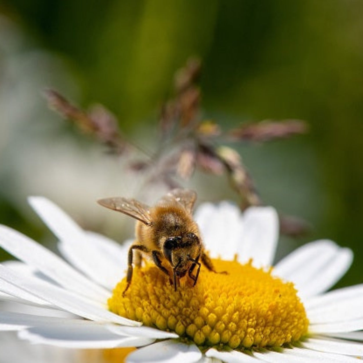 MARGUERITE REINE DE MAI Le Jardin Mellifere