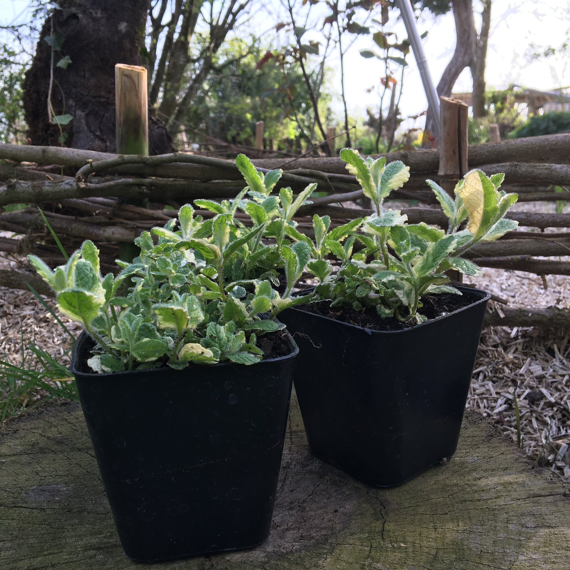 MENTHA SUAVEOLENS VARIEGATA Le Jardin Mellifere