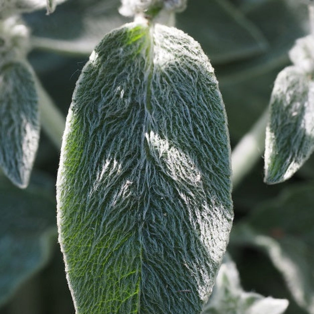 OREILLES D'OURS "Stachys byzantina" Le Jardin Mellifere