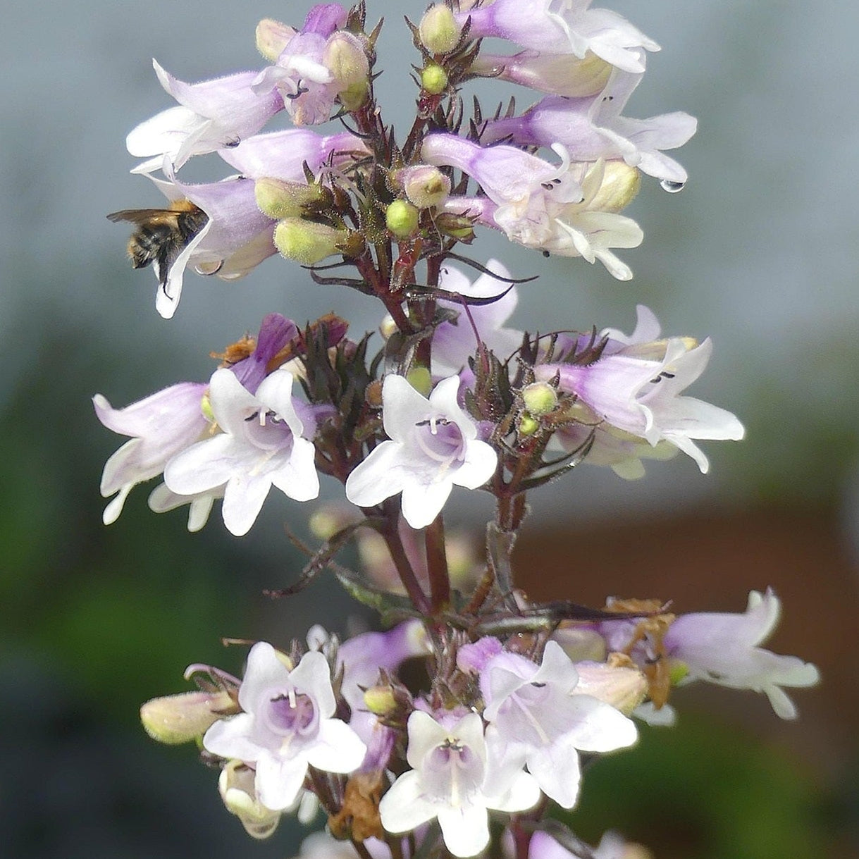 PENSTEMON DIGITALIS MYSTICA
