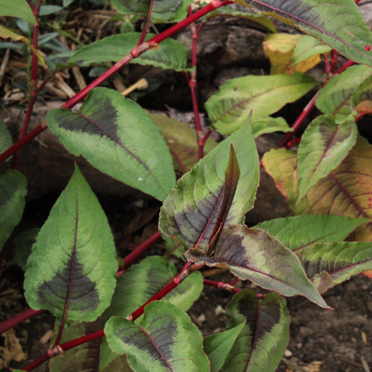 PERSICARIA MICROCEPHALA "RED DRAGON" Le Jardin Mellifere