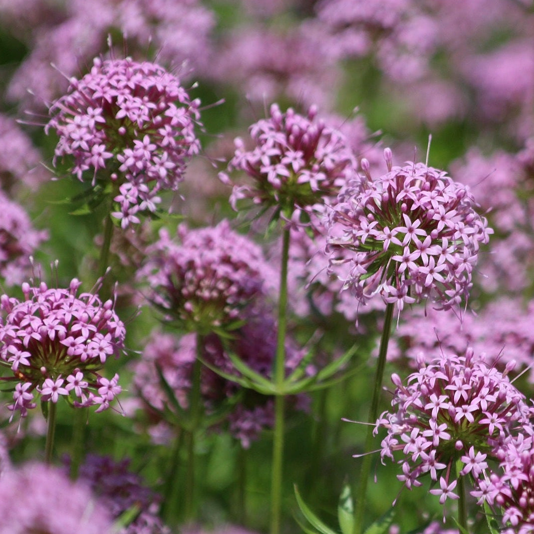 CRUCIANELLA  « PHUOPSIS STYLOSA »»