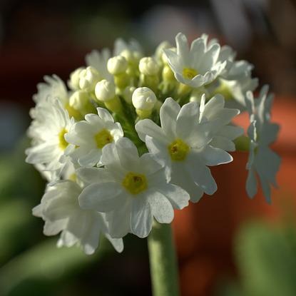 PRIMEVERE  DENTICULATA NEPAL MIX Le Jardin Mellifere