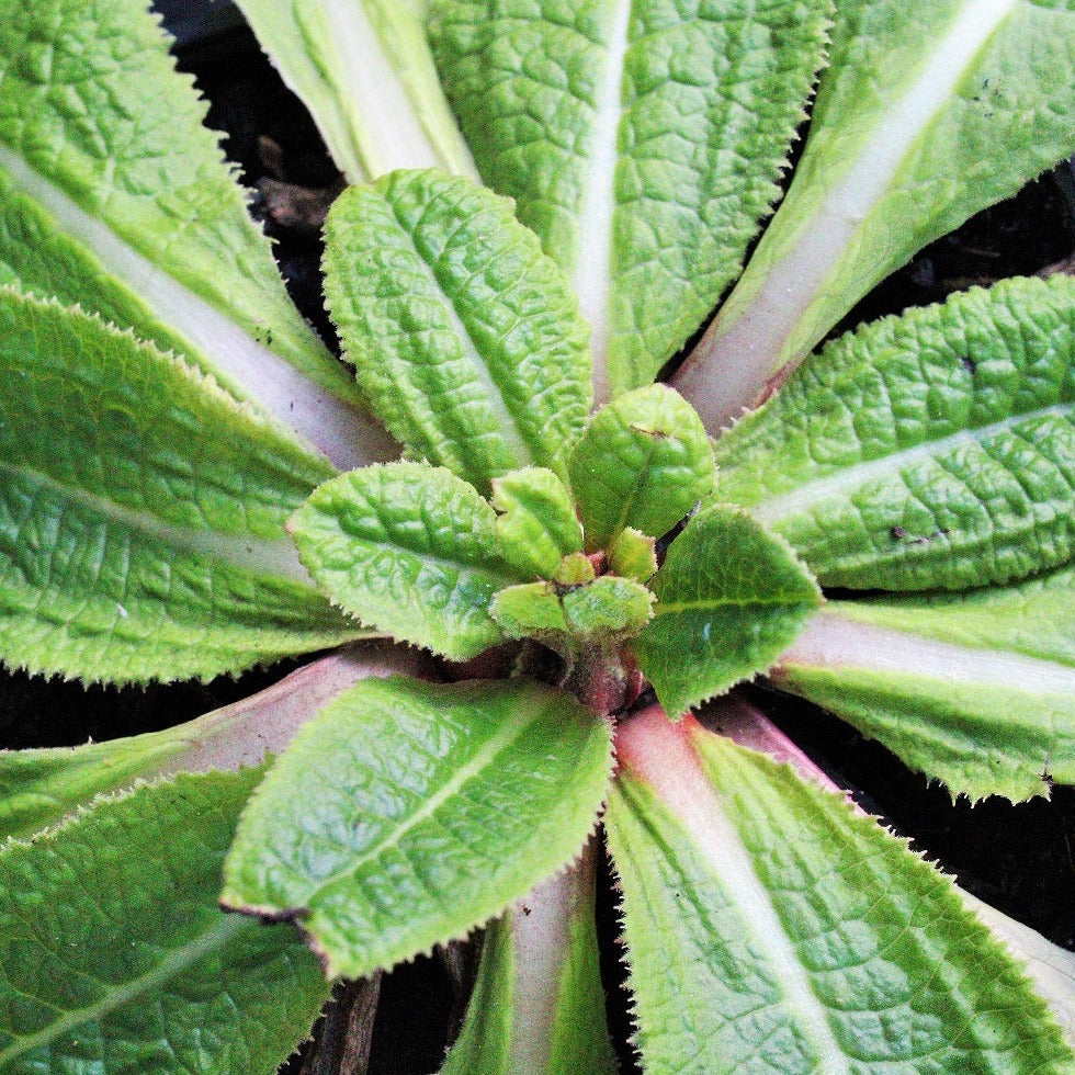 PRIMEVERE  DENTICULATA NEPAL MIX Le Jardin Mellifere