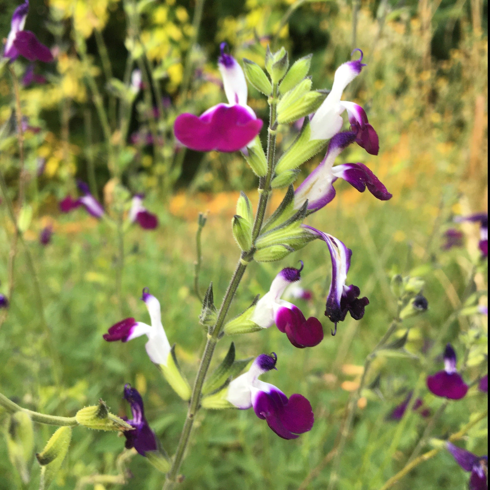 SALVIA AMETHYST LIPS Le Jardin Mellifere