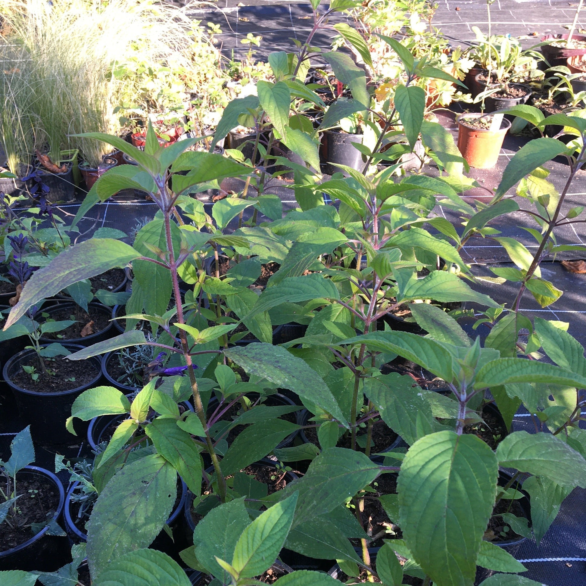 SALVIA ELEGANS Le Jardin Mellifere