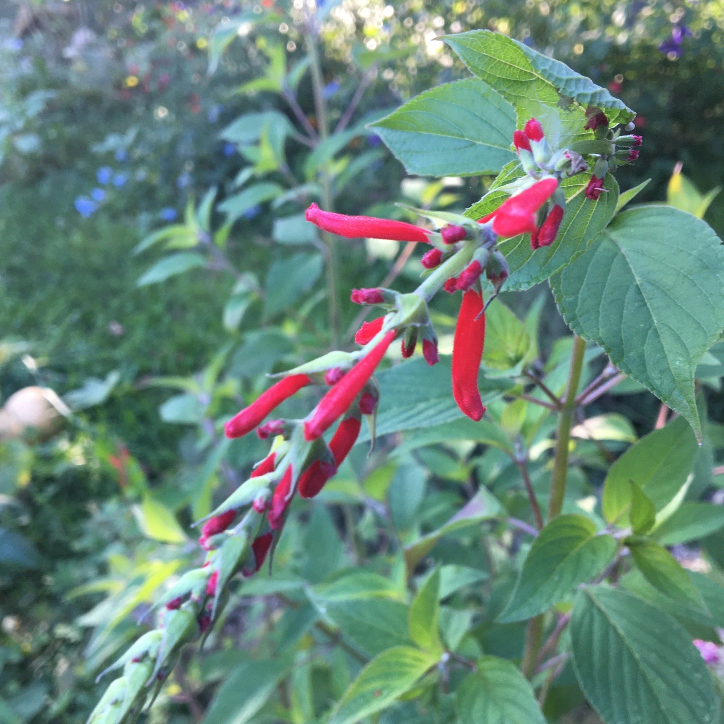 SALVIA ELEGANS Le Jardin Mellifere