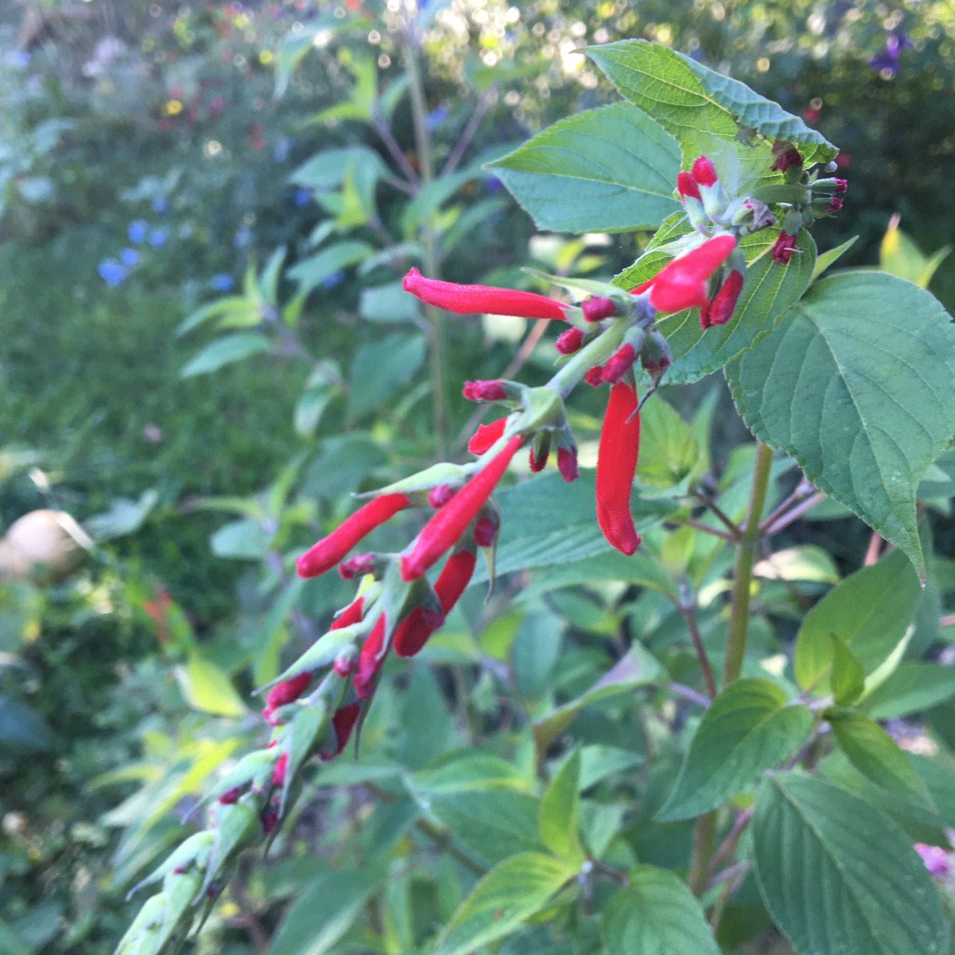 SALVIA ELEGANS Le Jardin Mellifere