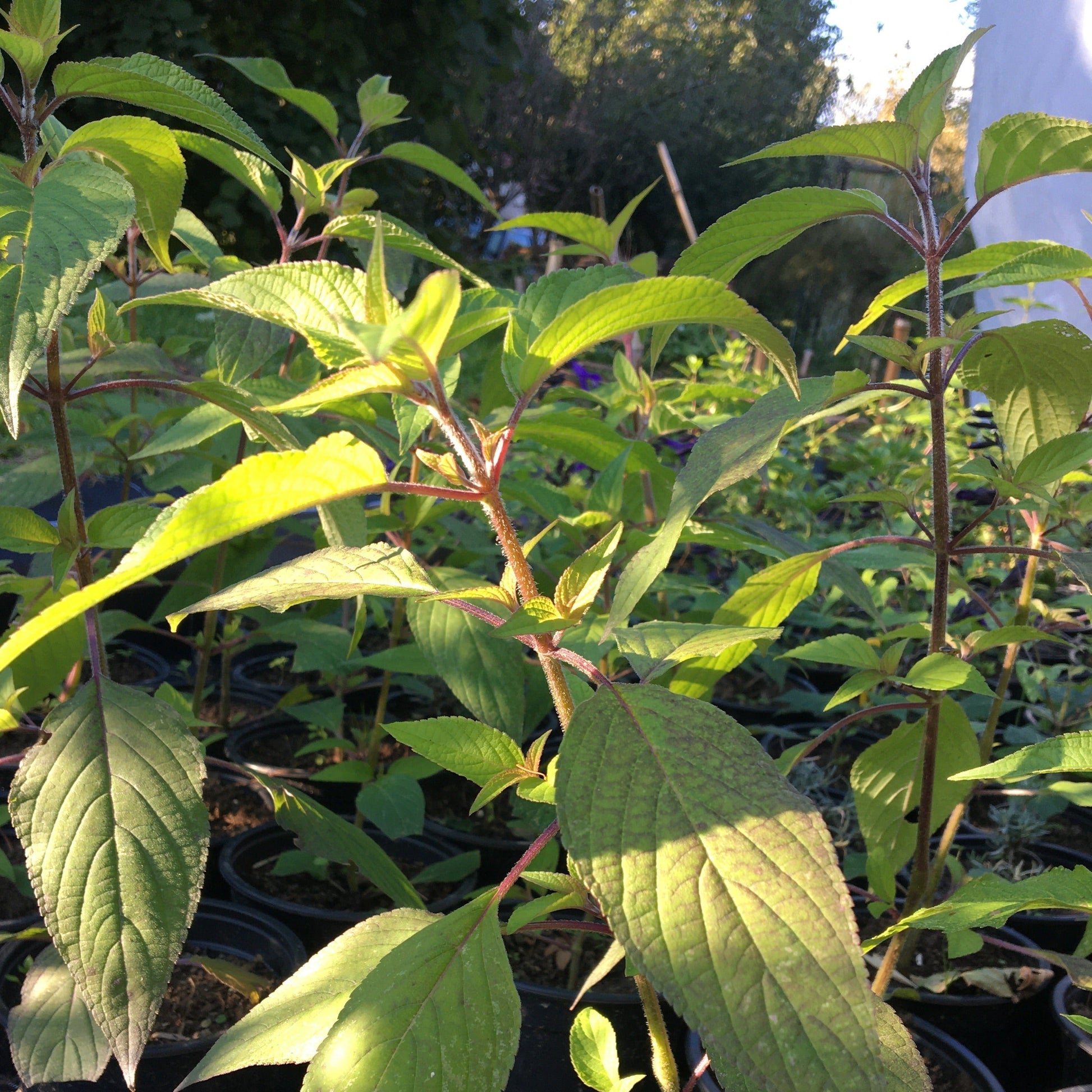 SALVIA ELEGANS Le Jardin Mellifere