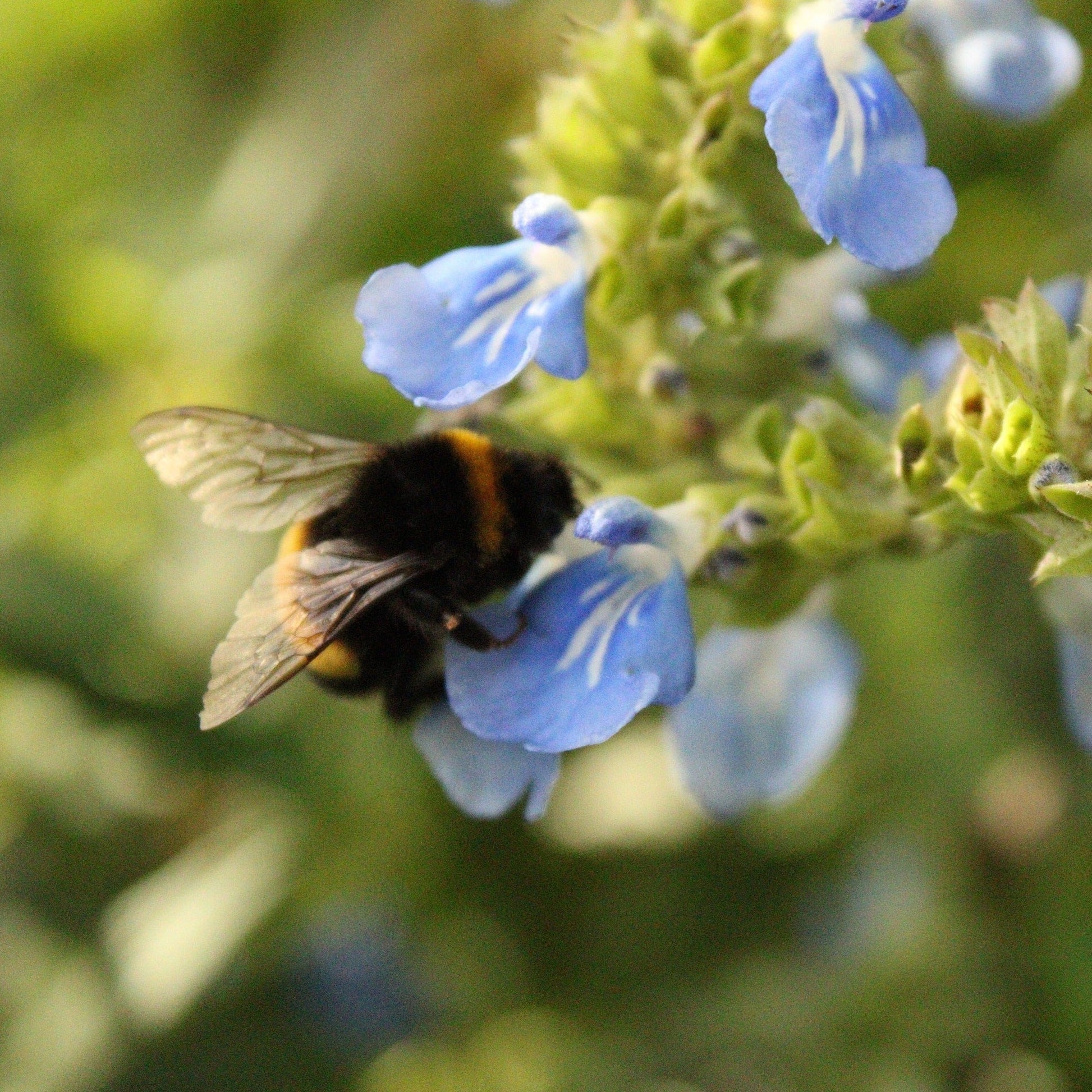 SALVIA ULIGINOSA Le Jardin Mellifere