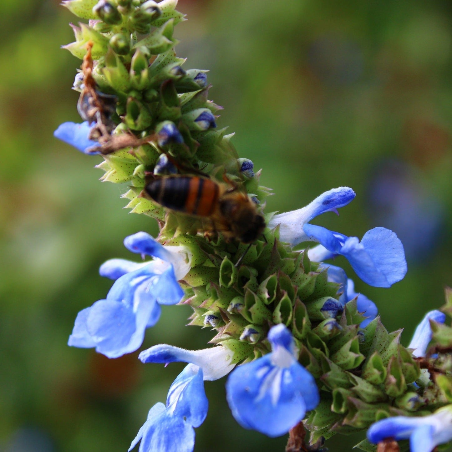 SALVIA ULIGINOSA Le Jardin Mellifere