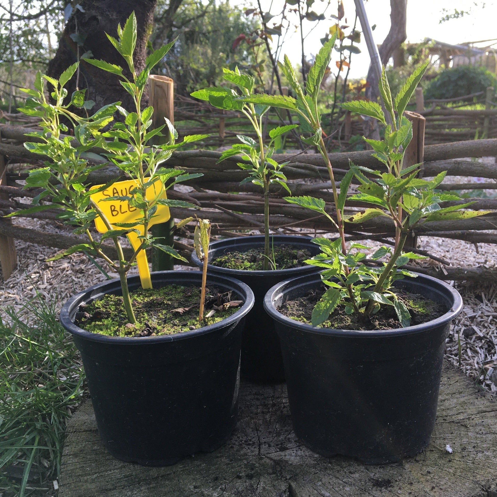 SALVIA ULIGINOSA Le Jardin Mellifere