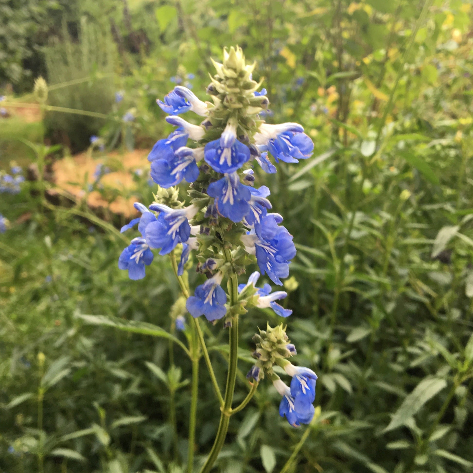SALVIA ULIGINOSA Le Jardin Mellifere