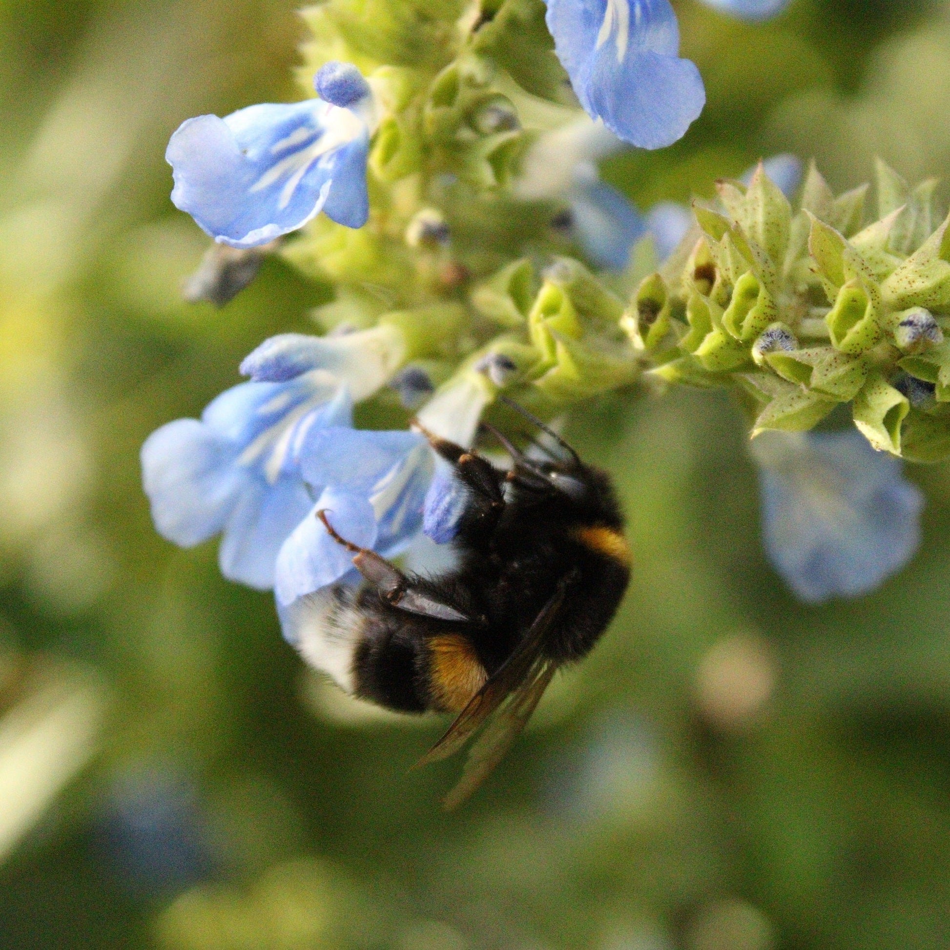 SALVIA ULIGINOSA Le Jardin Mellifere
