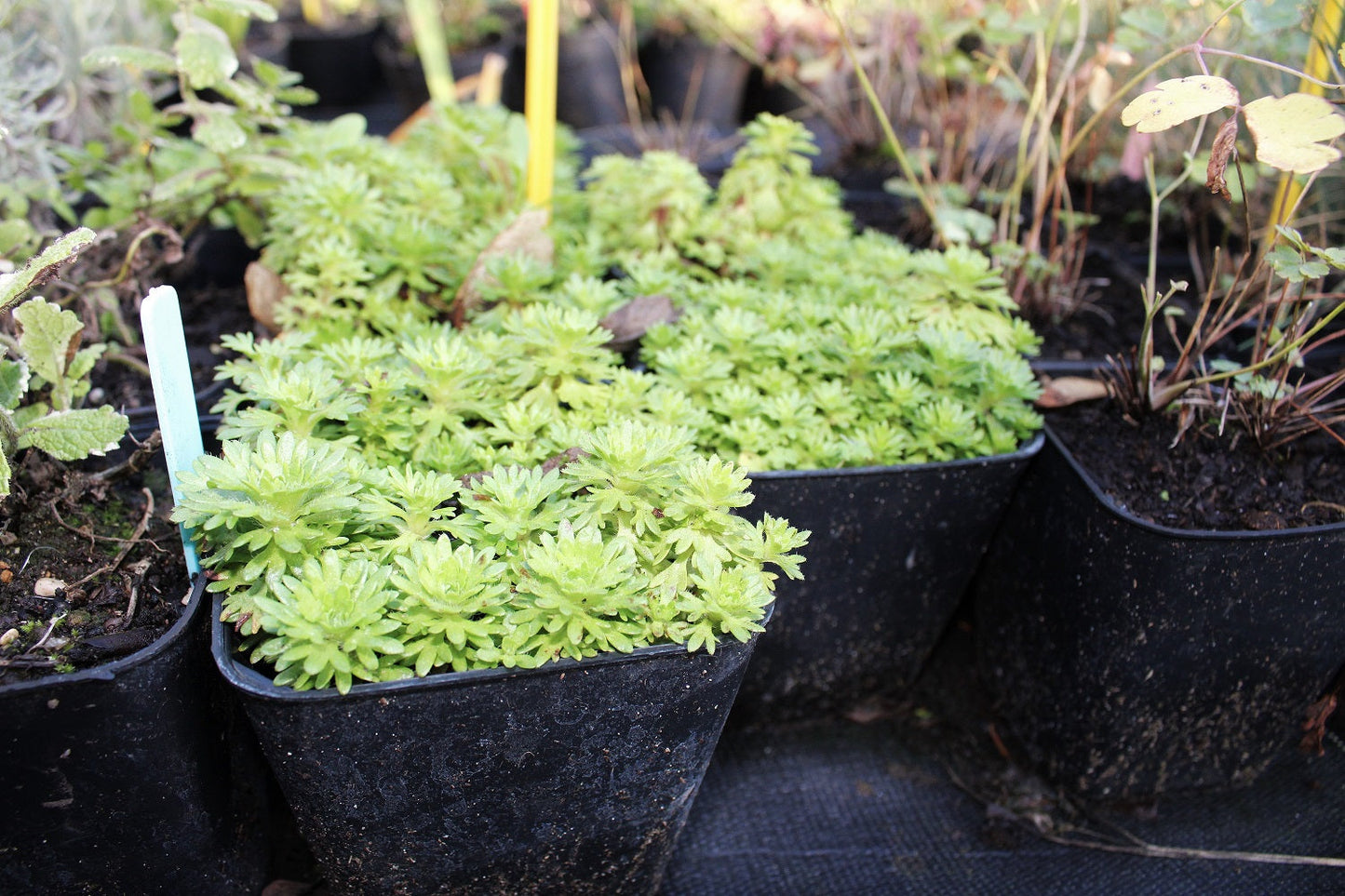 SAXIFRAGE ARENDSII MIX Le Jardin Mellifere