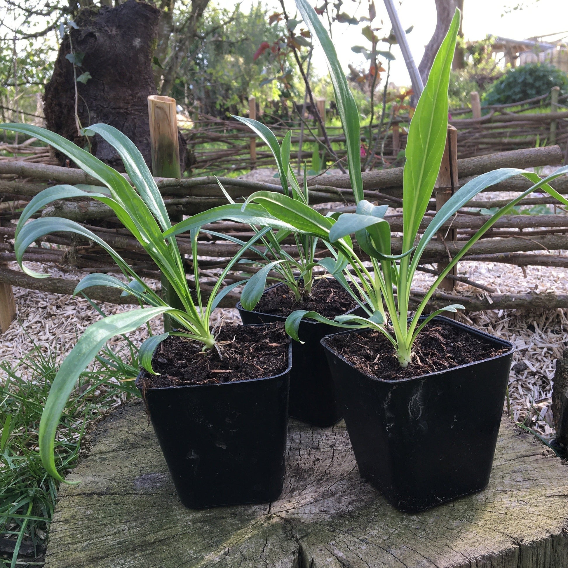 SCABIEUSE CAUCASICA PERFECTA MIX Le Jardin Mellifere