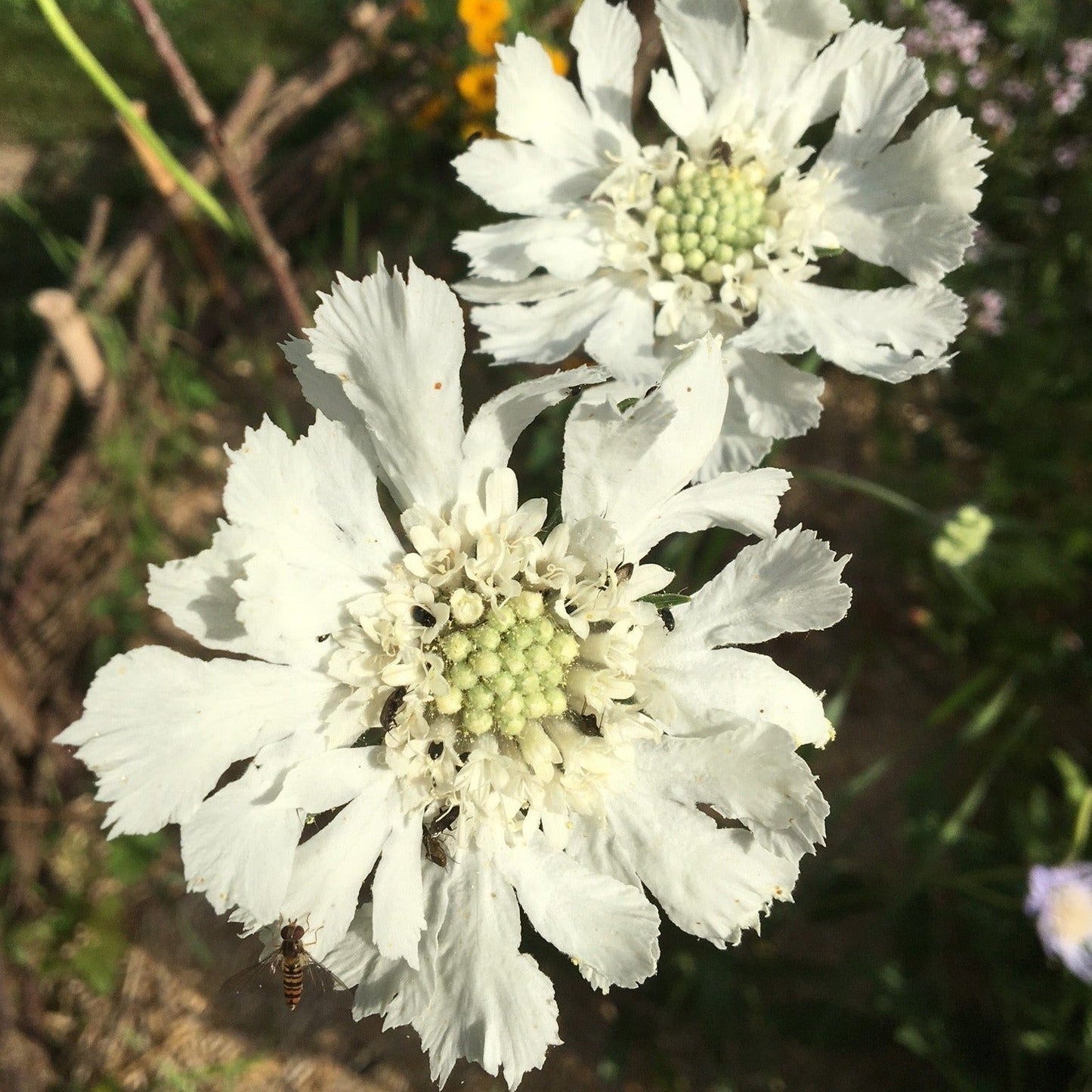 SCABIEUSE CAUCASICA PERFECTA MIX Le Jardin Mellifere