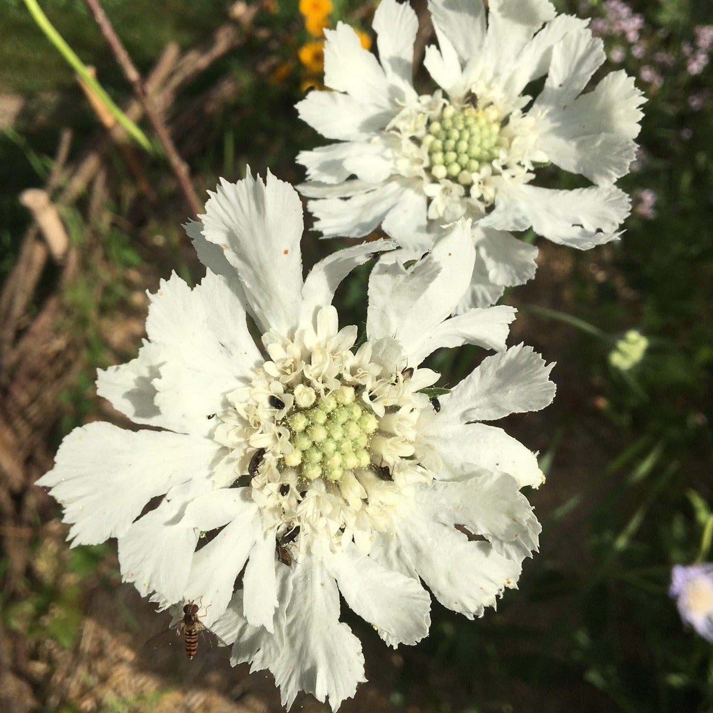 SCABIEUSE CAUCASICA PERFECTA MIX Le Jardin Mellifere