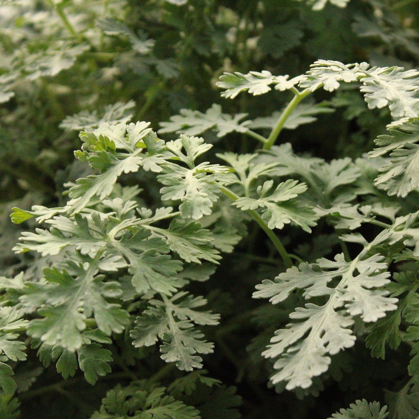 TANACETUM NIVEUM BLOOMS Le Jardin Mellifere