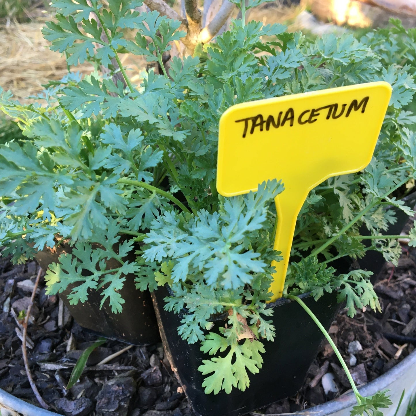 TANACETUM NIVEUM BLOOMS Le Jardin Mellifere