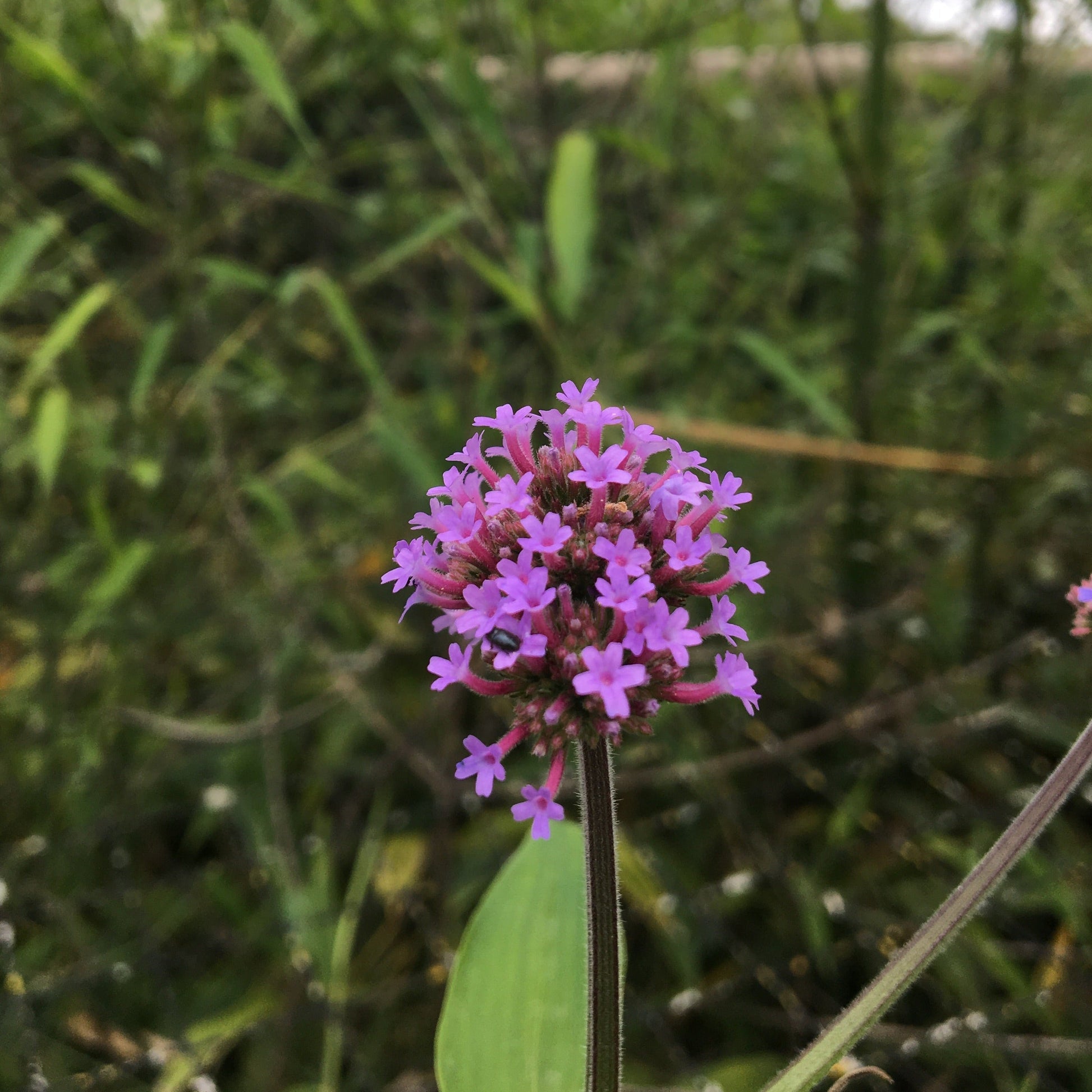 VERBENA BOARIENSIS Le Jardin Mellifere