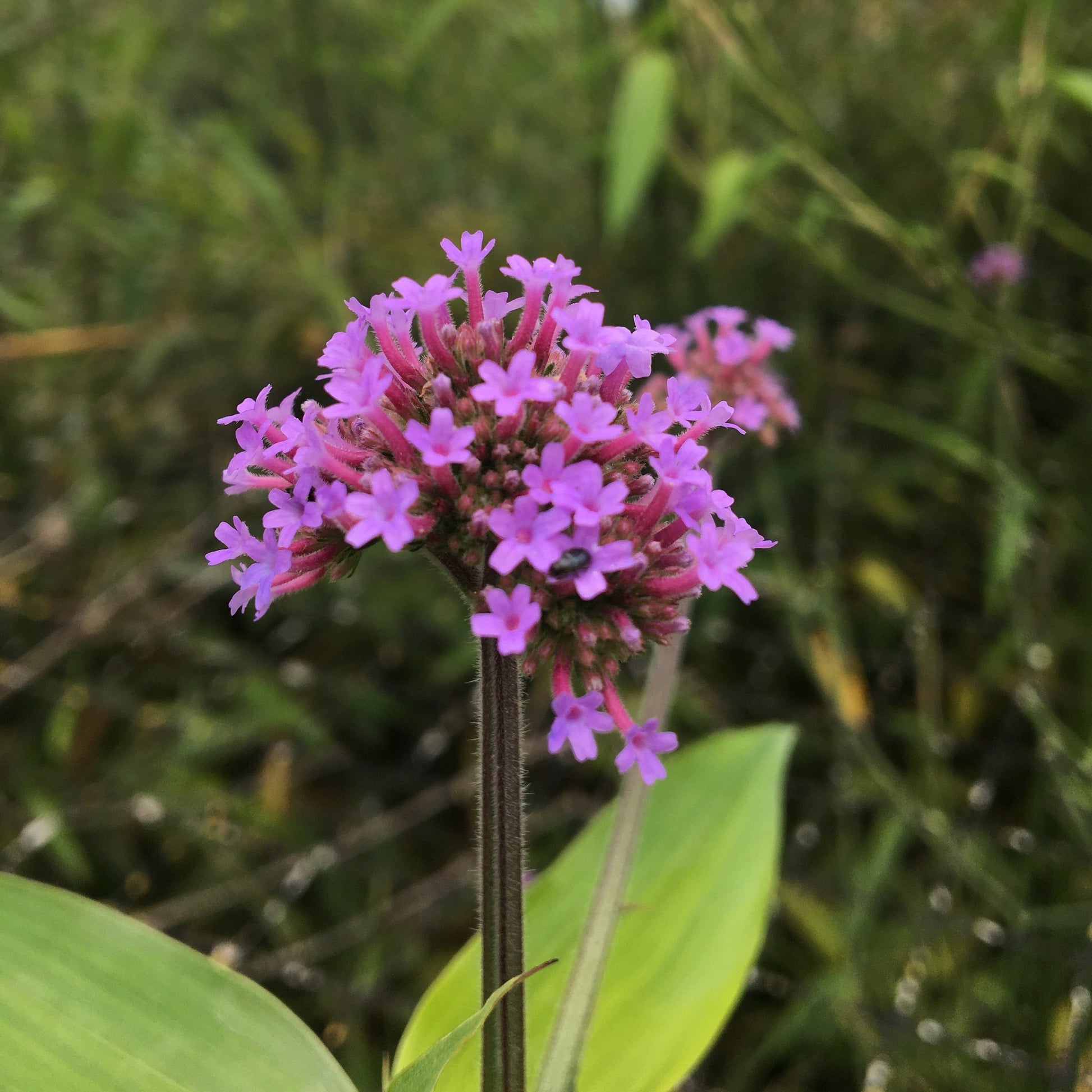VERBENA BOARIENSIS Le Jardin Mellifere