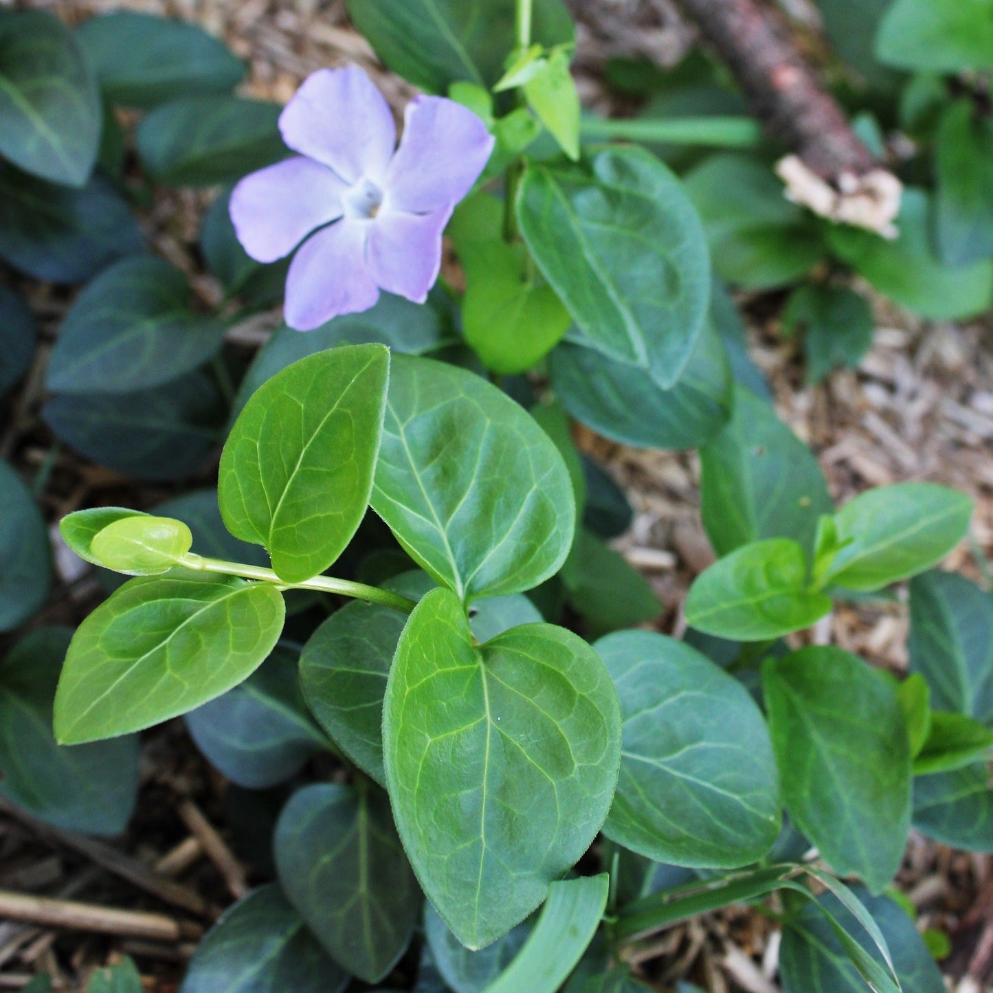 VINCA MAJOR Le Jardin Mellifere