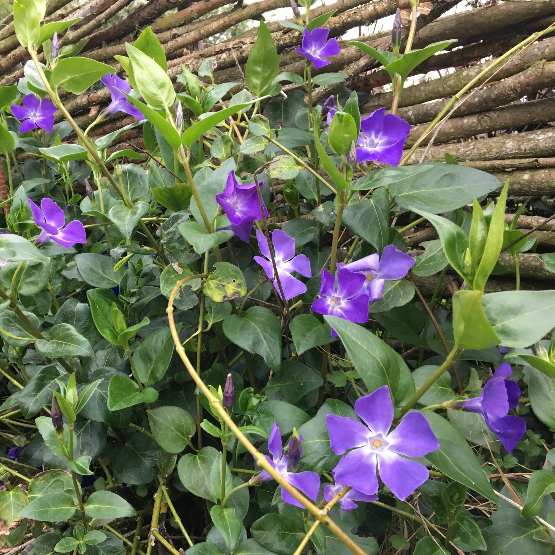 VINCA MAJOR Le Jardin Mellifere