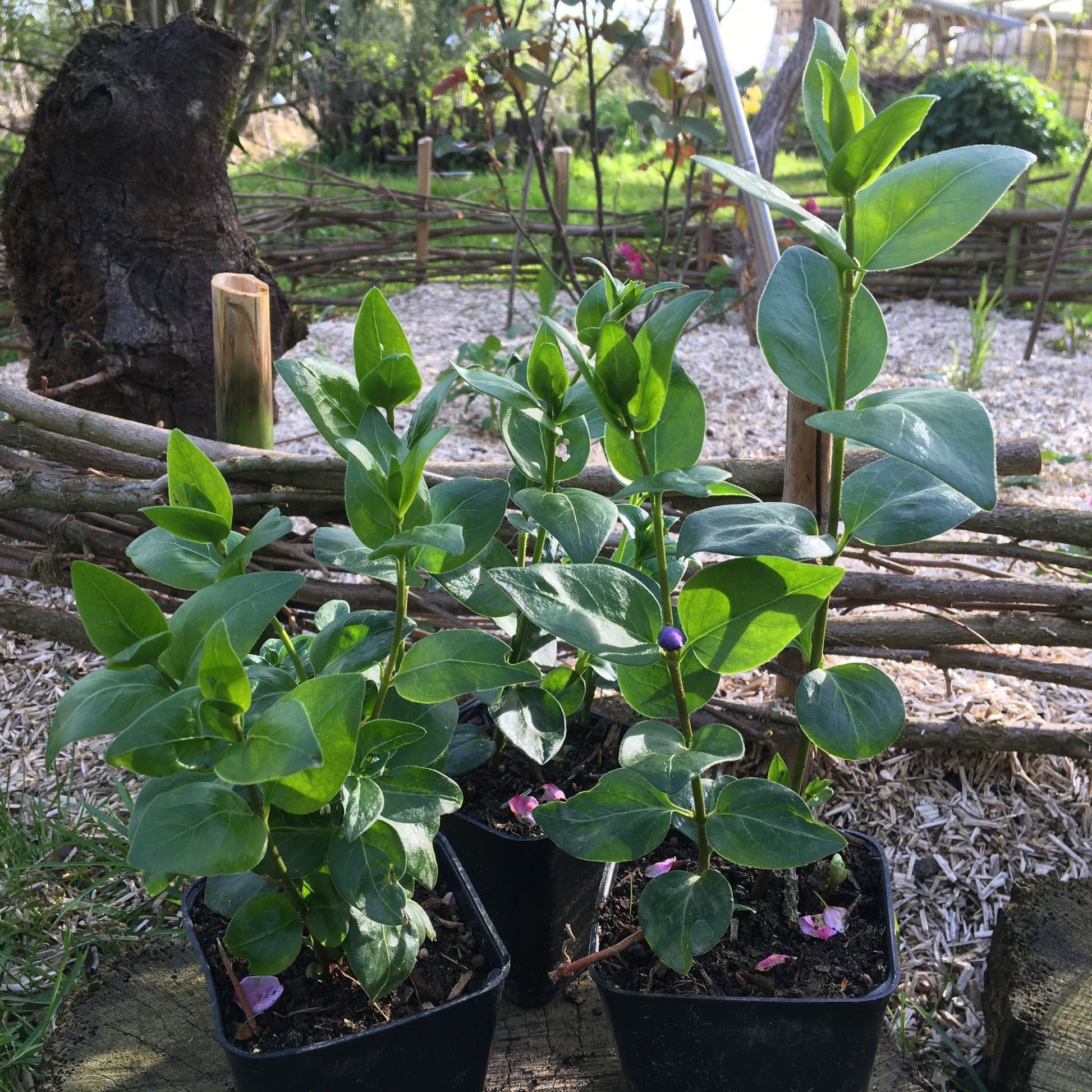 VINCA MAJOR Le Jardin Mellifere