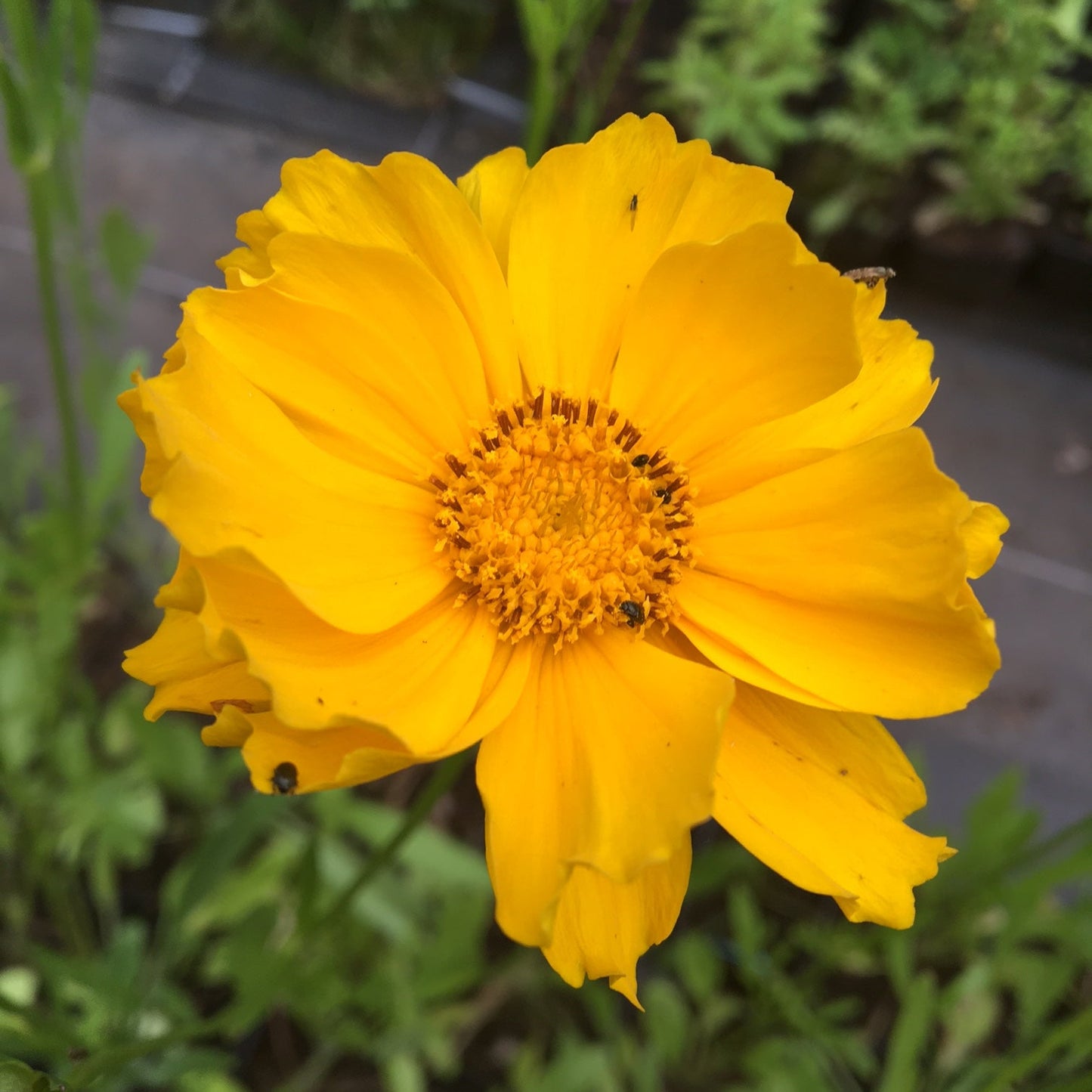 coreopsis