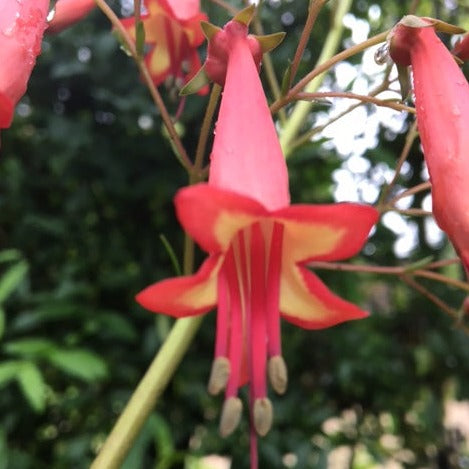 PHYGELIUS CAPENSIS "Fuchsia du cap"