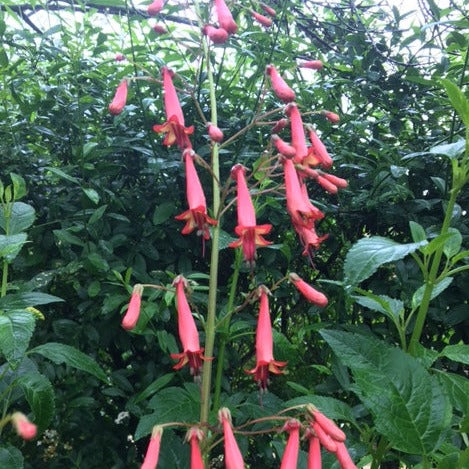 PHYGELIUS CAPENSIS "Fuchsia du cap"