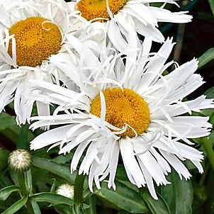 MARGUERITE CRAZY DAISY
