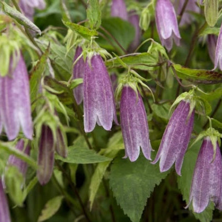 CAMPANULE TAKESIMANA "Elizabeth"