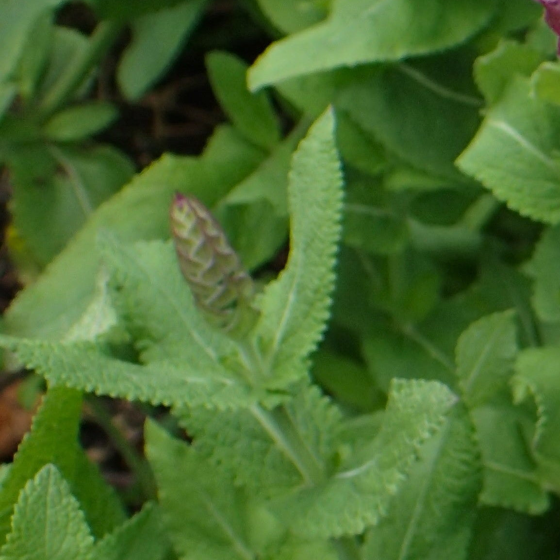 SAUGE DES BOIS ROSE (Salvia nemorosa)