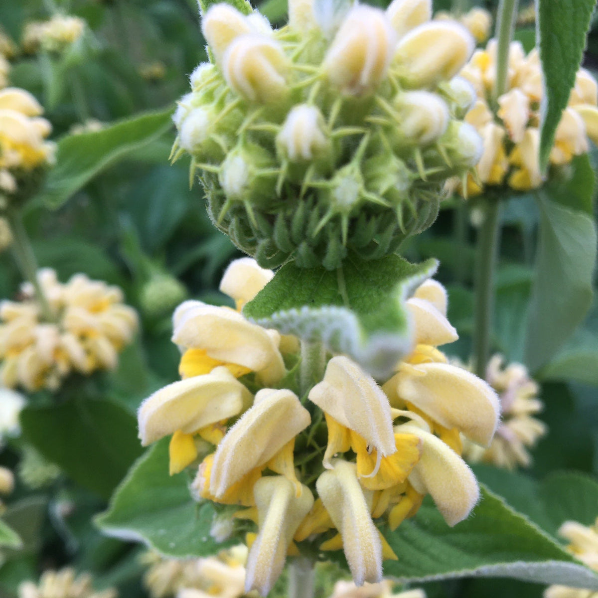 PHLOMIS DE RUSSEL (Phlomis russeliana)