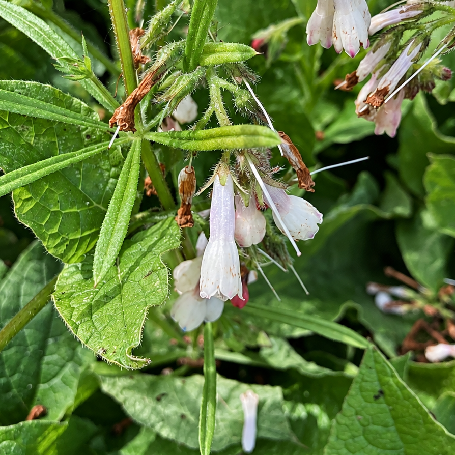 CONSOUDE À GRANDES FLEURS (Symphytum grandiflorum)