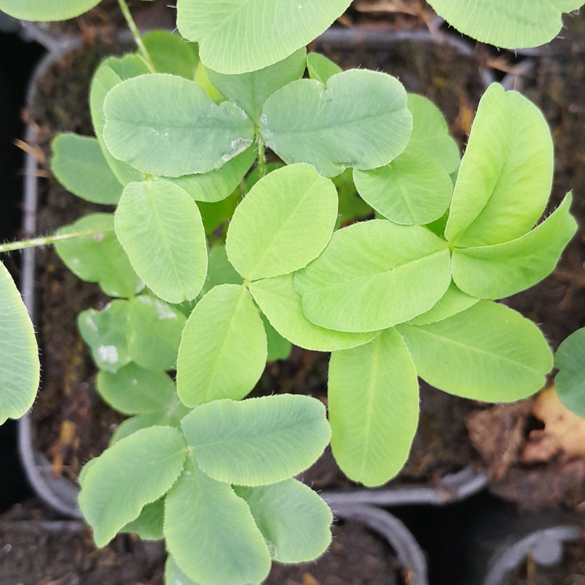 TRÈFLE ROUGEÂTRE (Trifolium rubens)
