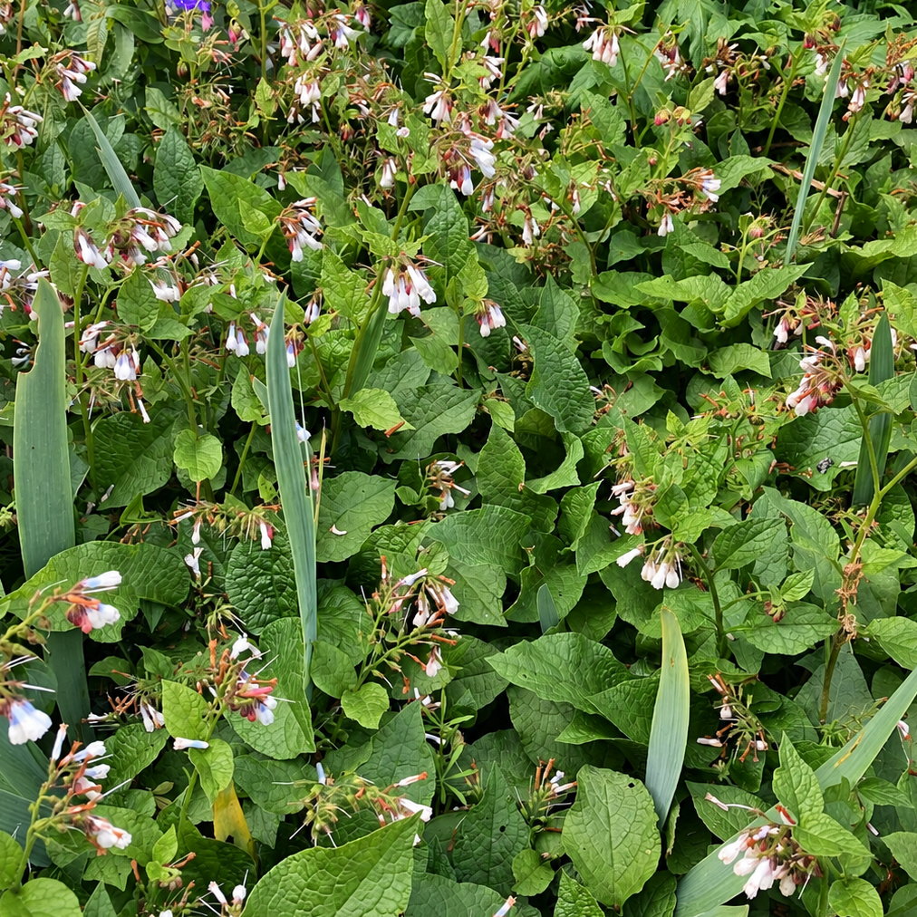 CONSOUDE À GRANDES FLEURS (Symphytum grandiflorum)