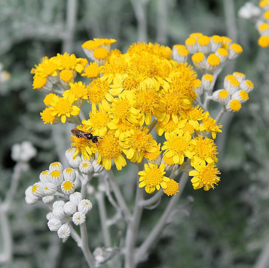 ABSINTHE (Artemisia absinthium)