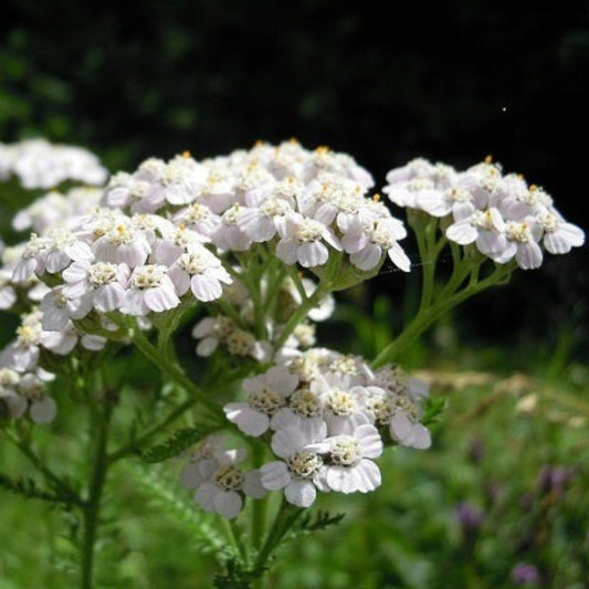 ACHILLEE PTARMICA Le Jardin Mellifere