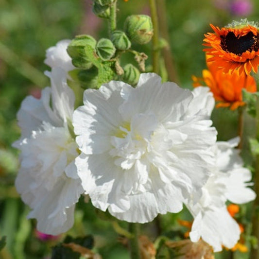ALCEA ROSEA "Chater's White" Le Jardin Mellifere