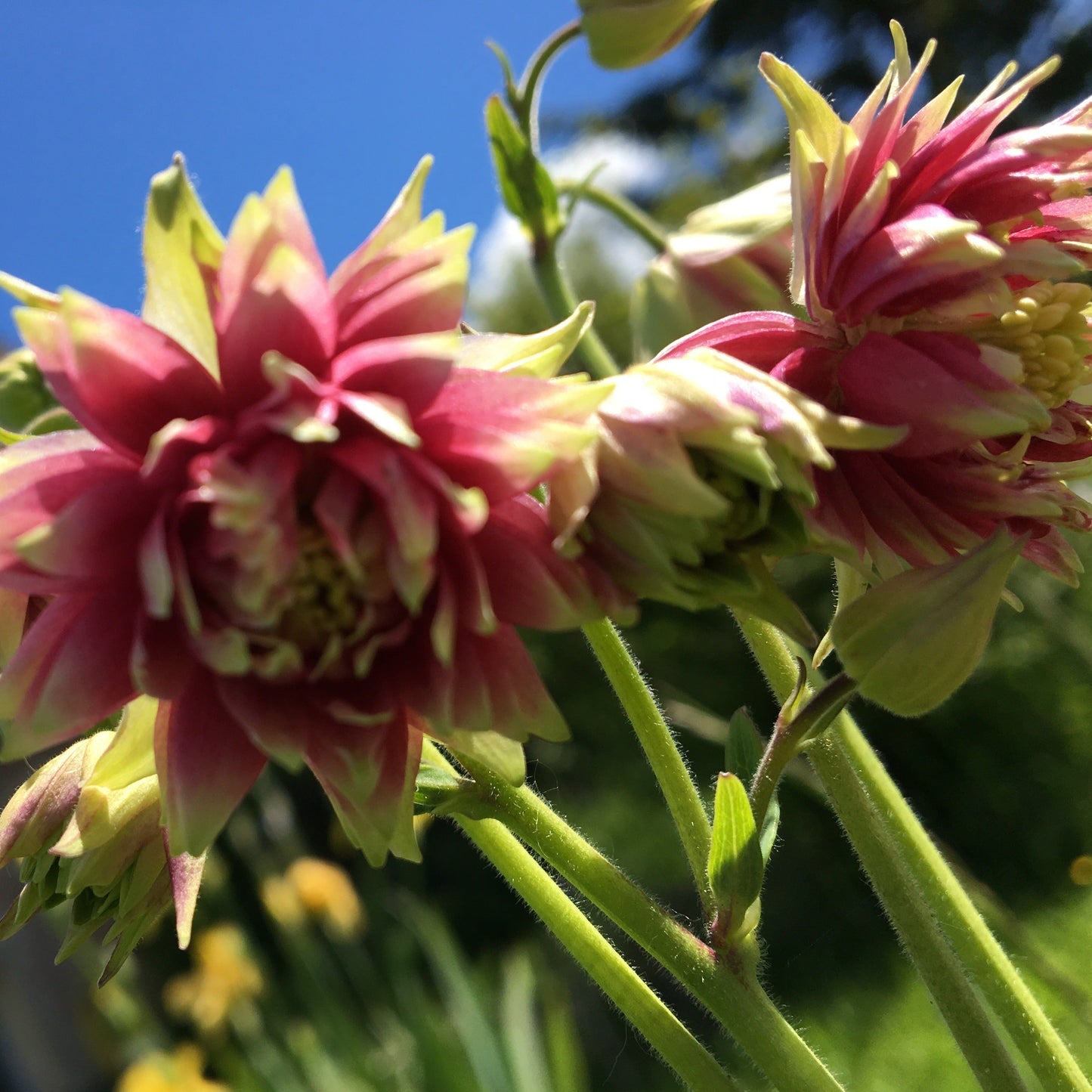 AQUILEGIA NORA BARLOW Le Jardin Mellifere